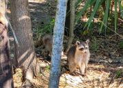 Swamp Tour Racoons