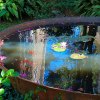 Koi Pond