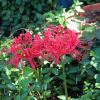 Red Flowers