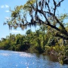 Swamp Tour