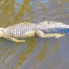 Swamp Tour Alligator