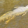 Swamp Tour Alligator