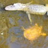 Swamp Tour Alligator and Soft Shell Turtle