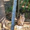 Swamp Tour Racoons