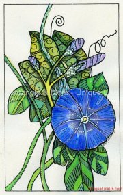 Morning Glory