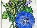 Morning Glory