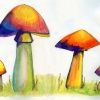 Mushrooms