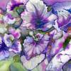 Coleus