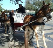 New Orleans - By Carriage