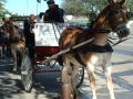 New Orleans - By Carriage