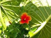 Norfolk Botanical Gardens-074a