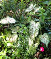 Norfolk Botanical Gardens-078c