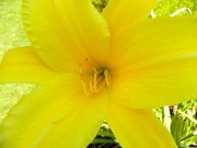 Norfolk Botanical Gardens-087b