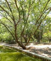 Norfolk Botanical Gardens-104c