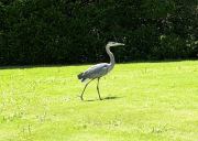 Norfolk Botanical Gardens-117a