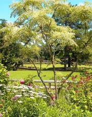 Norfolk Botanical Gardens-124c