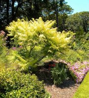 Norfolk Botanical Gardens-127c