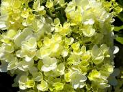 Norfolk Botanical Gardens-134a