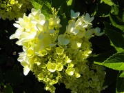 Norfolk Botanical Gardens-136a