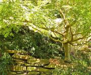 Norfolk Botanical Gardens-141a