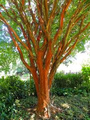 Norfolk Botanical Gardens-147c