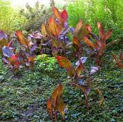 Norfolk Botanical Gardens-148c