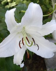 Norfolk Botanical Gardens-153c