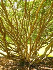 Norfolk Botanical Gardens-155c