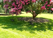 Norfolk Botanical Gardens-161a