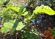 Norfolk Botanical Gardens-169a