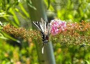 Norfolk Botanical Gardens-171a