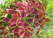 Norfolk Botanical Gardens-178a