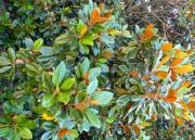 Norfolk Botanical Gardens-182a