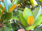 Norfolk Botanical Gardens-191a