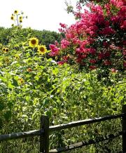 Norfolk Botanical Gardens-194c