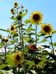 Norfolk Botanical Gardens-196c