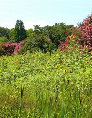 Norfolk Botanical Gardens-200c