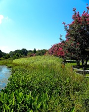 Norfolk Botanical Gardens-201a