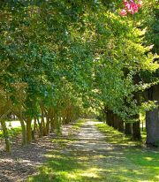 Norfolk Botanical Gardens-204c