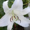 Norfolk Botanical Gardens-153c