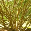 Norfolk Botanical Gardens-155c