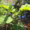 Norfolk Botanical Gardens-169a