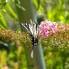 Norfolk Botanical Gardens-171a