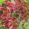 Norfolk Botanical Gardens-178a
