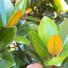 Norfolk Botanical Gardens-191a