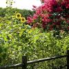 Norfolk Botanical Gardens-194c