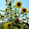 Norfolk Botanical Gardens-196c