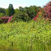Norfolk Botanical Gardens-200c