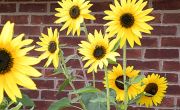 Rhode Island - Sunflowers