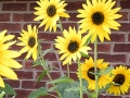 Rhode Island - Sunflowers